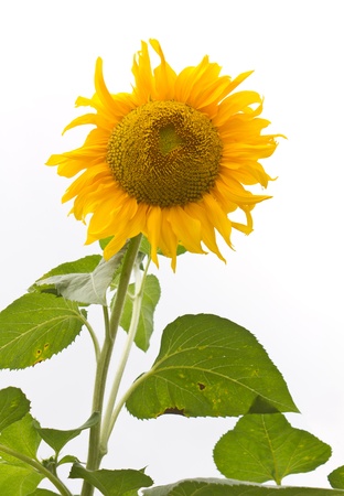Isolates of the sunflower, a disease that leaves itsの写真素材