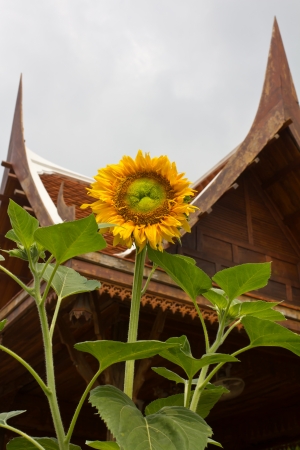 Sunflower with Thai style roof which are compatible as well の写真素材