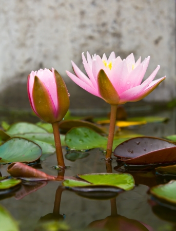 Two pink lotus blossom and bud growth, which are both above the water beautifully の写真素材