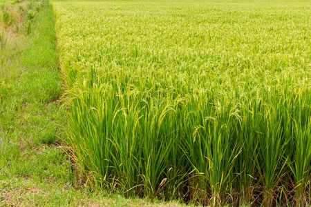 Berms and lush rice fields, which are waiting for seeds to harvestの写真素材