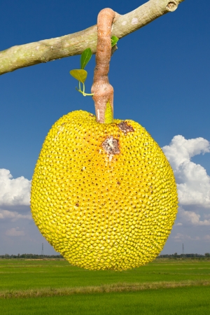 Jack fruit the yellow and ripe and rotting on the Vole sky clouds の写真素材