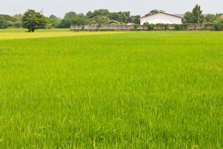 Green paddy fields and golden grains grow in abundance の写真素材
