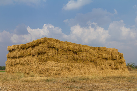 View of straw bales that lined rectangular pile up big on the ground 