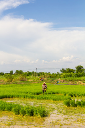 Farmer to withdraw rice seedlings alone amidst paddy fields の写真素材