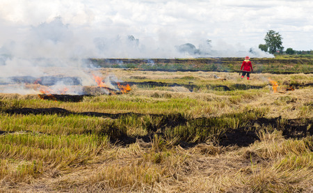 Farmers in Thailand are set fire to straw stubble in rice cultivation の写真素材