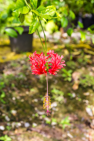 Red hibiscus flowers dangling above the ground beautifully の写真素材