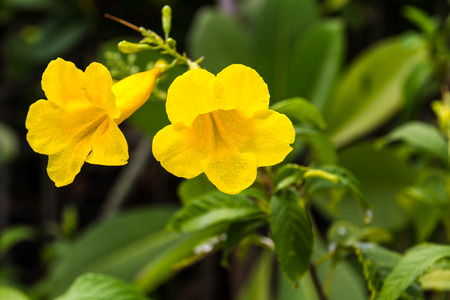 Two small yellow flowers close together beautifully