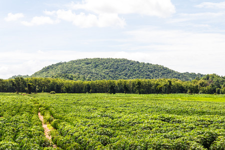 Cassava farming of Thailand, with the mountains as a backdrop.の写真素材