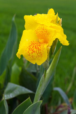 Big beautiful yellow canna dew, which has a green background の写真素材