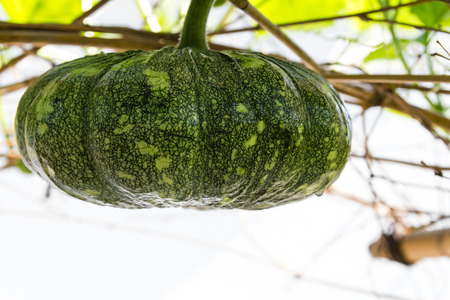 Thailand s pumpkin farmers which crop to grow hanging on bamboo の写真素材
