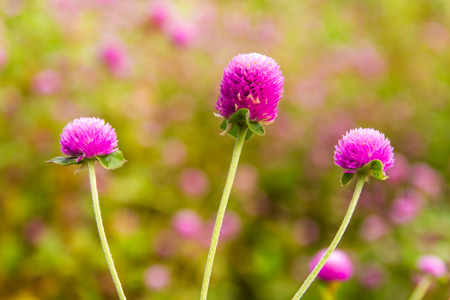 Close up of purple with the Globe Amaranth beautiful background blur.