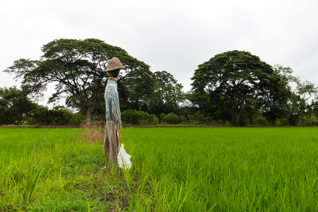Scarecrow like the trees in the background are common in rice fields.の写真素材