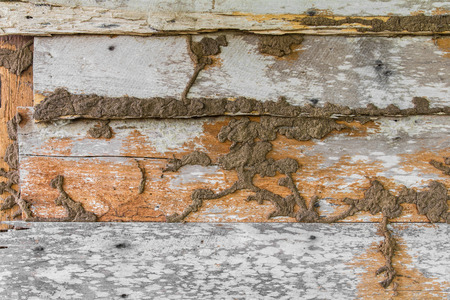 Termite nests are eaten moldy old wood wall damage.