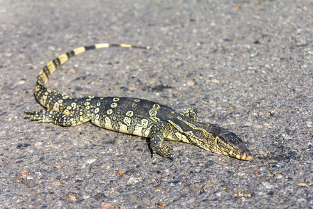 Varanus salvator dead after being hit by vehicles plying on the road.の写真素材