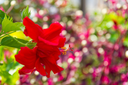Close hibiscus red background bokeh with sunlight in the morning.の写真素材