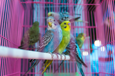 Green and blue parrot perched on a round tube baluster pink.の写真素材