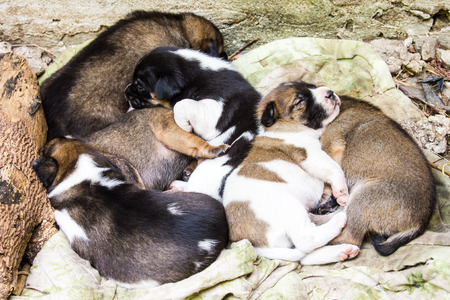 Group of six mongrel puppy Thailand lying together on the cloth.の写真素材
