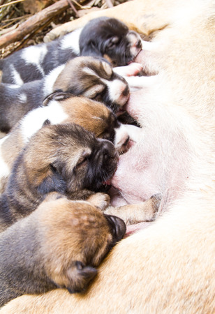 Close up of mongrel puppy Thailand are breastfeeding, very tasty.の写真素材