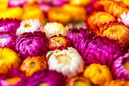 Everlasting colorful as the central focus and blurring the top and bottom.の写真素材