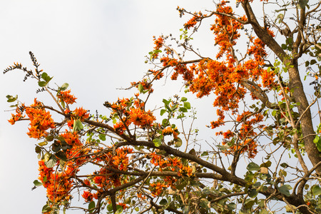 View from the lower branches with flowers Palas drought are common.の写真素材