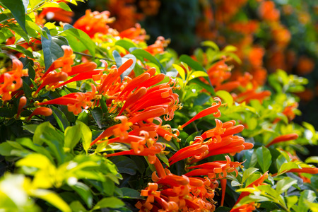 Bouquet Pyrostegia venusta, Orange trumpet beautiful background blur.の写真素材