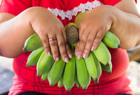 Close up of green bananas still raw in the hands of a fat woman wearing a red sweater.の写真素材