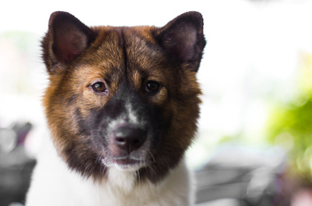 Mixed breed dogの写真素材