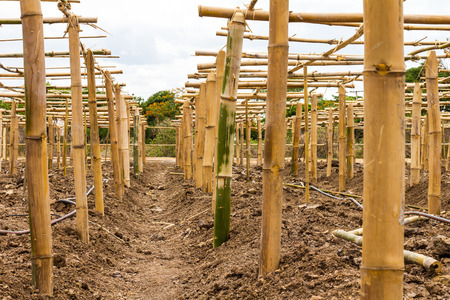 Low angle structures bamboo poles planted in the soil for planting ivy to look through cloudy.の写真素材