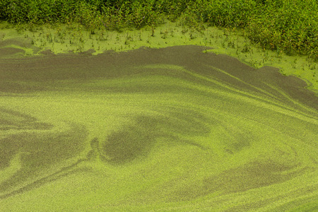 View from above background duckweeds small growth space close to many grass weeds.