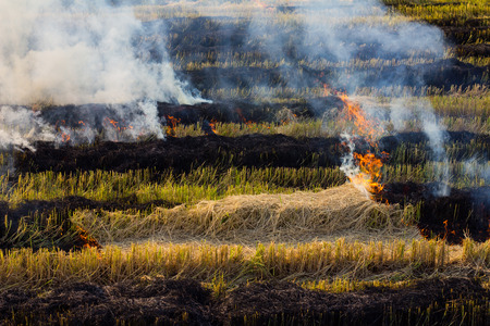 Burning straw stubble farmers may smoke pollution, which is a dangerous global warming.の写真素材