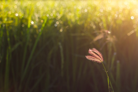 Flowers, grass, weeds, alone among backdrop bokeh blur of beautiful rice field early morning.の写真素材