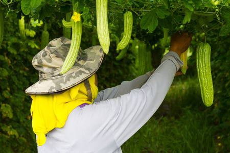 Farmers female yellow cloth veil and hat are the care and harvesting the bitter gourd in the garden.の写真素材