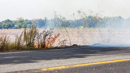 Grass beside the fire, which caused a strong wind to make tertiary smoke pollutes the environment.の写真素材