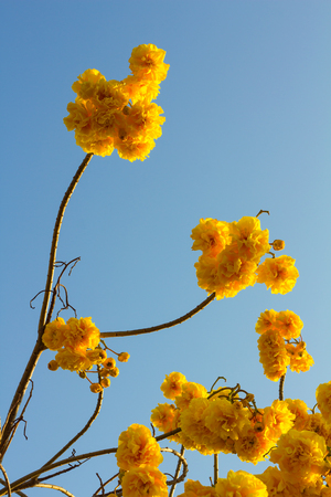 Nika yellow flowers beautiful with blue trim under the early morning sky in the garden of Thailand.の写真素材