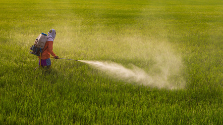 Thailand Man farmer to spray herbicides or chemical fertilizers on the fields green rice growing.