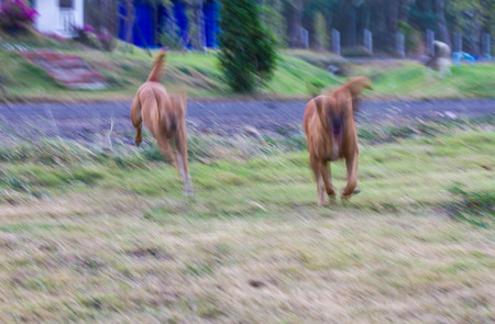 Motion blur of brown dog Thailand two running plays from the past on the lawn.
