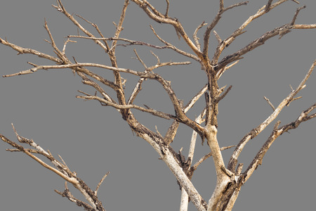 Close the branches bare die like abstract background with gray represents the loneliness.の写真素材