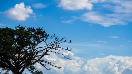 Many birds perched on the branches of a large tree, with blue sky and white clouds as a backdrop.の写真素材