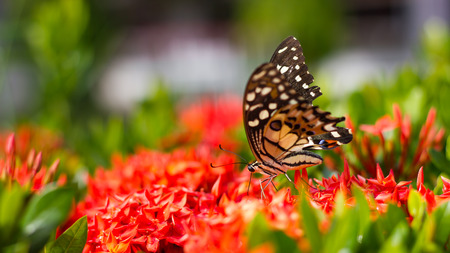 Butterfly wings torn black patterned white spots are sucking nectar from flower spike red stamens.