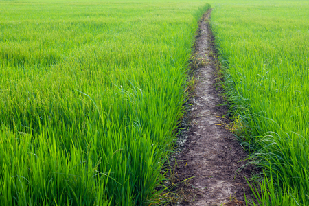 Background with lush green rice leaf weeds with soil ridge path between fields.の写真素材