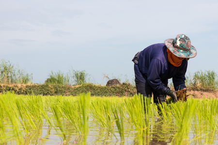 Close female farmers are planting rice by hand and transplant rice seedlings in paddy, which is filled with water.の写真素材