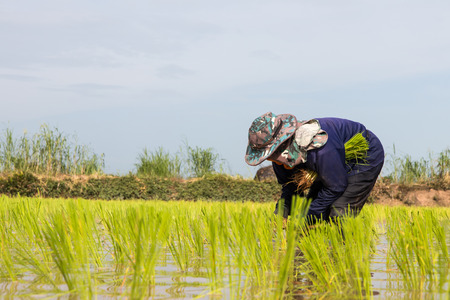 Close female farmers are planting rice by hand and transplant rice seedlings in paddy, which is filled with water.の写真素材