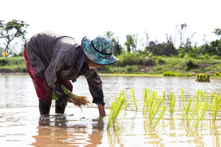 Close female farmers are planting rice by hand and transplant rice seedlings in paddy, which is filled with water.の写真素材