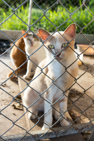 Cats are backlit, which acted like outside because, trapped together in cages, steel mesh very uncomfortable.の写真素材