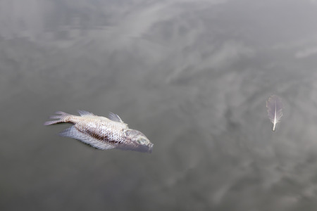 Close up of fish floating dead in the water because of pollution, which is a reflection of cloudy.の写真素材