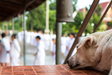 Behind Thailand white dog lying on the stairs in a temple which is the practice of walking meditation.の写真素材