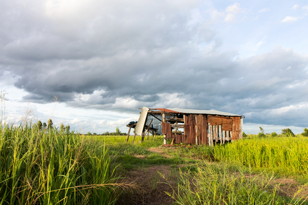 View below the old tin roof shack which looked through the rice paddies to the background cloudy sky.の写真素材