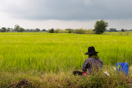 Back of a farmer sitting with a fishing rod in the green rice fields and cloudy.の写真素材