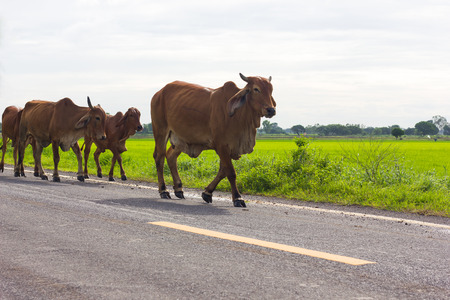 Brown cows are walked on to munch grass growing beside the road near the paddy farming.の写真素材