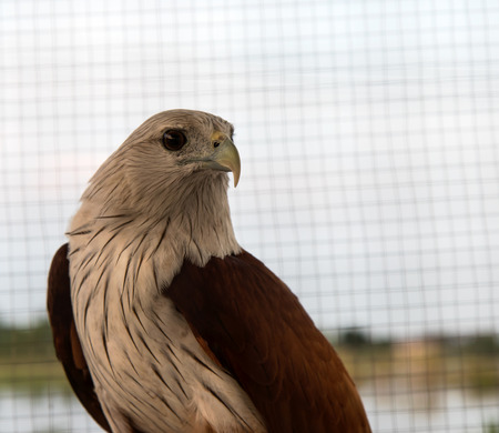 Close-eagle, brown and white, no freedom, which is locked in a cage of steel mesh grille.の写真素材